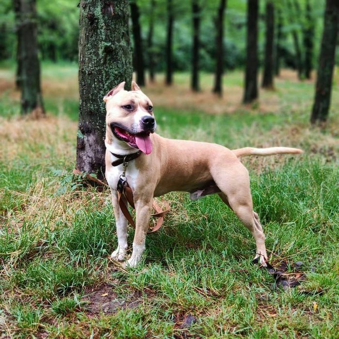 Ам.стаффордширский терьер