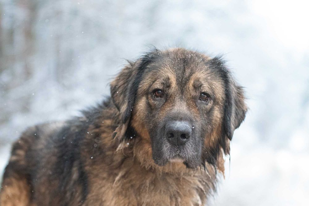 BAYAZ - wielki miś w typie owczarek kaukaski