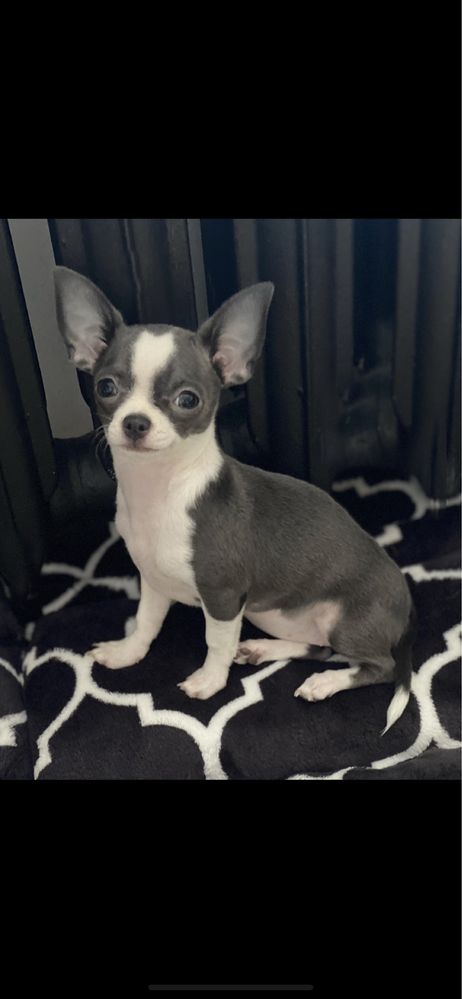 Suczka Chihuahua krótkowłosa niebieska ze znaczeniami Zapraszam