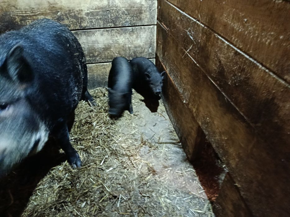 Świnki wietnamskie/swiniodzik młode z matką lub bez