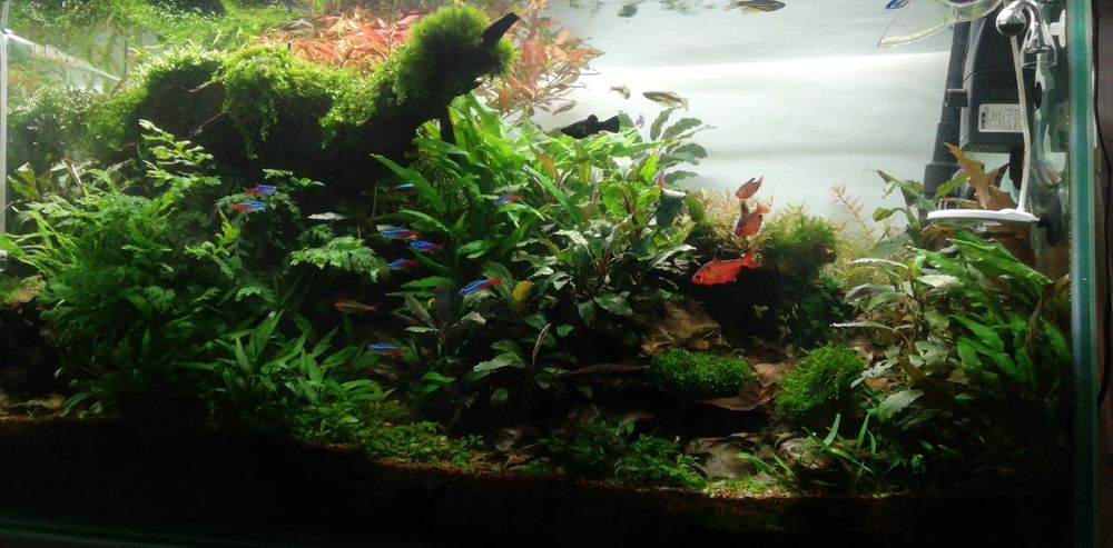 Фильтр внешний аквариумный. Oase BioMaster Thermo 350 Flow.