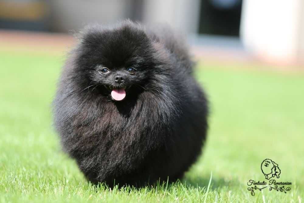 Szpic miniatyrowy pomeranian