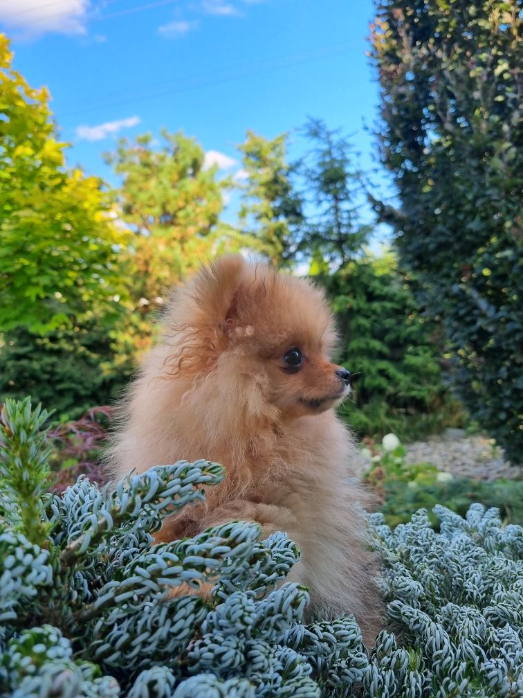 Malenstwo XXS Miniaturka BILLY piesek szpic miniaturowy pomeranian Uni