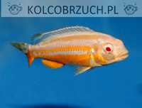 Pyszczak złocisty ALBINOS - Melanochromis auratus - dowóz, wysyłka