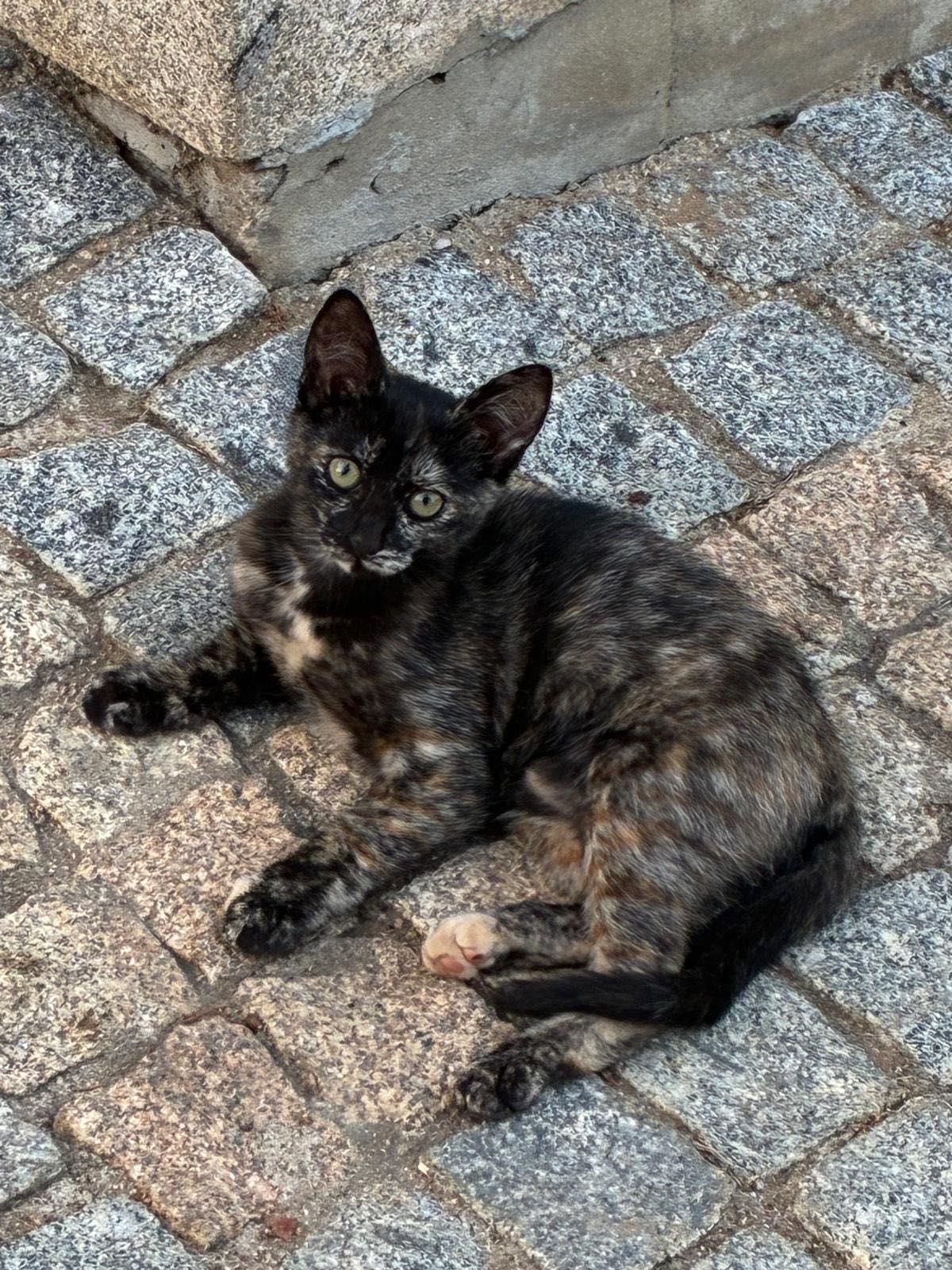 1 gatinho e 1 gatinha para adoção responsável