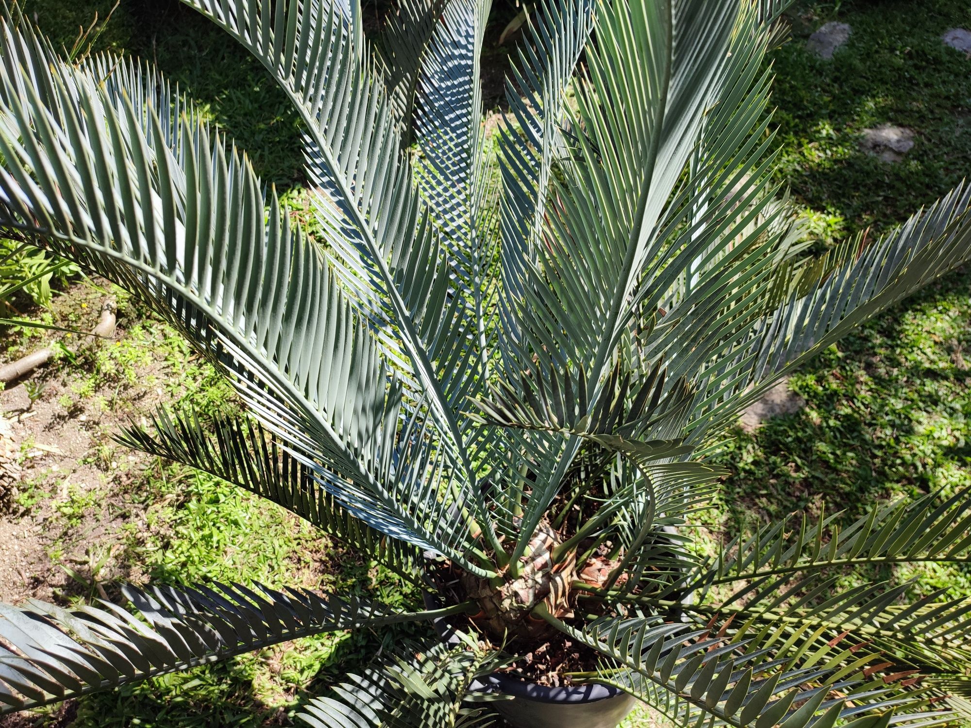 Encephalartos lehmannii