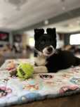 Border Collie - Suczka - Sportowa - Gotowa do odbioru