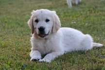 Golden Retriever FCI szczenię