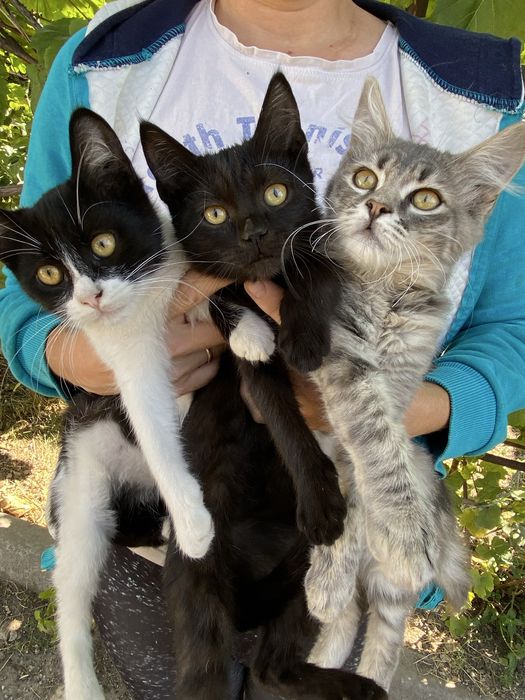 Віддам кошенят безкоштовно