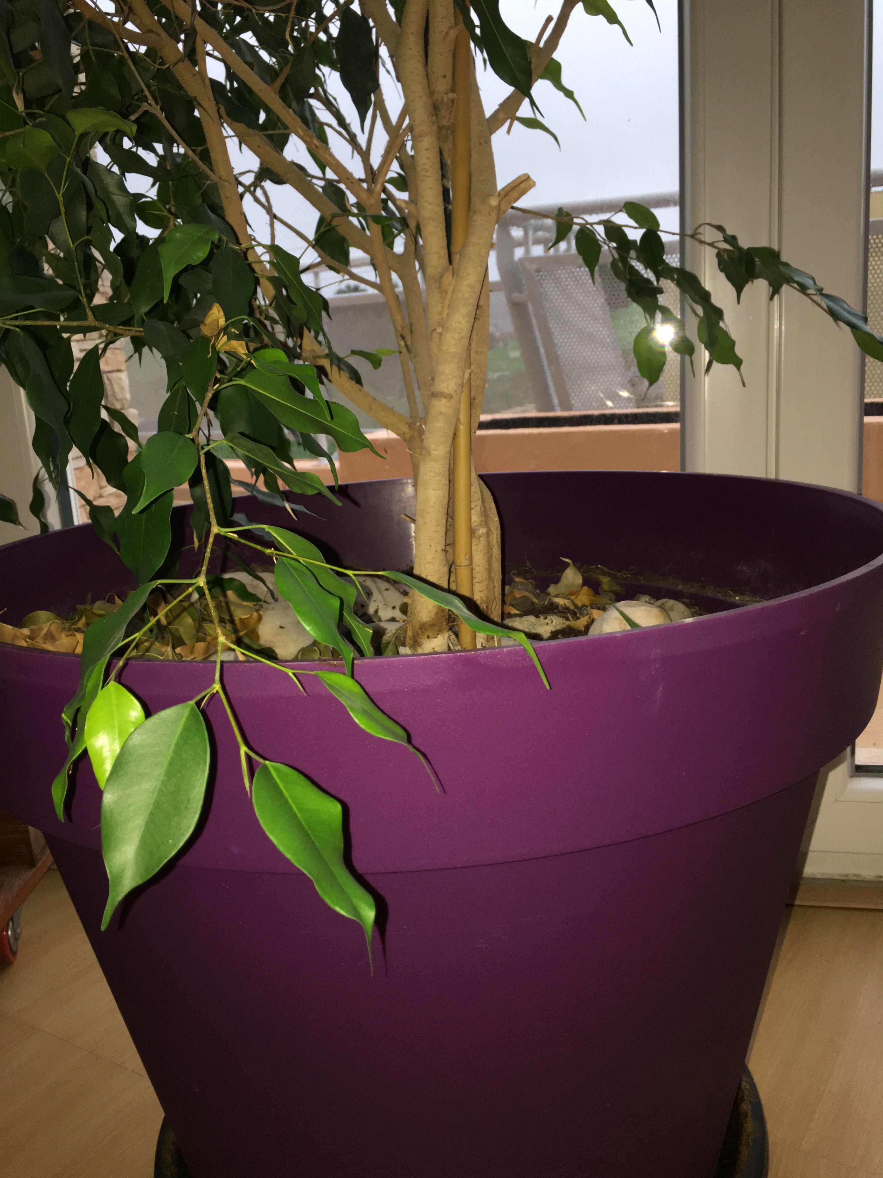 Ficus com 2,5 metros e vaso grande