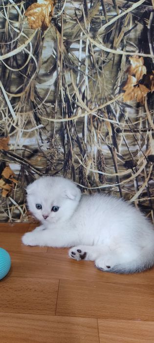 Шотландські плюшеві кошенята