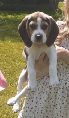 Beagle tricolor suczka, piesek! Paszport, rodowód.