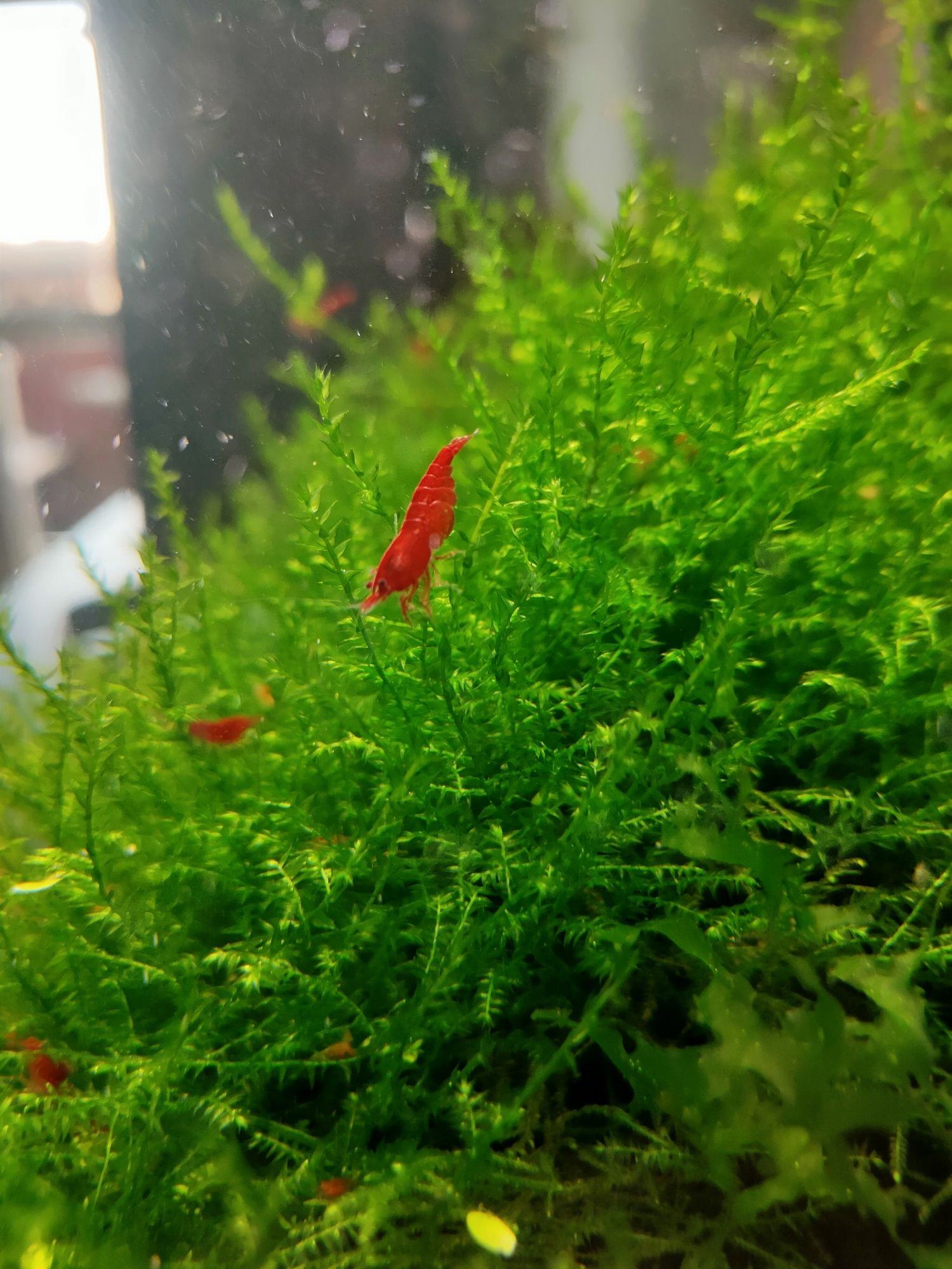 Krewetki Bloody Mary - Neocaridina davidi