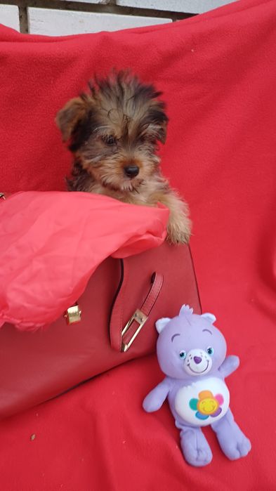 Милий хлопчик -Йоркширський тер'єр.