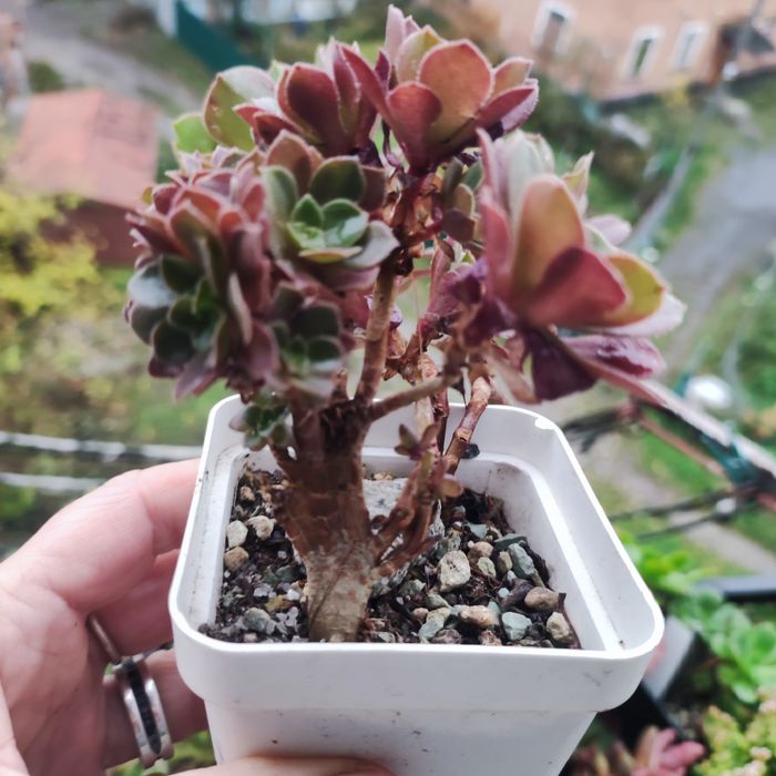 Аеоніум aeonium fiesta var