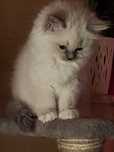 RAGDOLL do rezerwacji gda.wrzeszcz wydanie kociaka