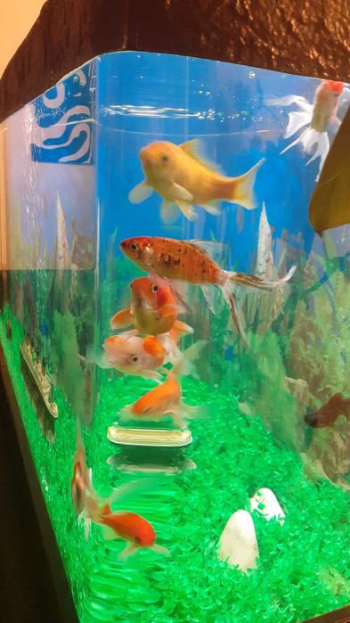 Peixes Quinguios e Cometa