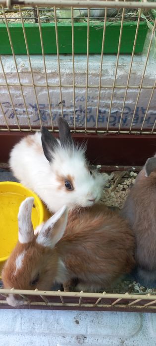 Кролики красивые