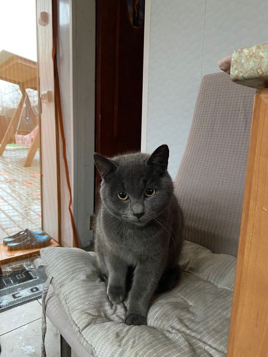 Віддам котенят в добрі руки.