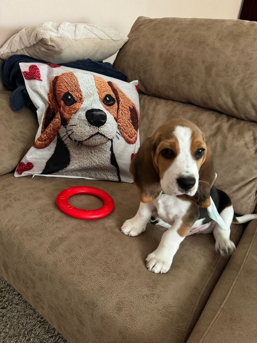 Beagle tricolor puro de raça