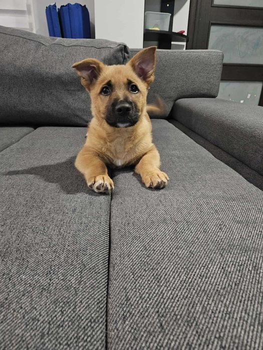 Mały bystry szczeniak, Maksio