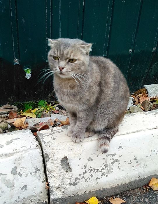 Отдам молодую кошку, метиса шотландской вислоухой