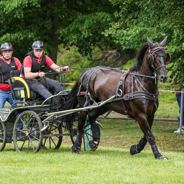 Wałach śląski 6-letni