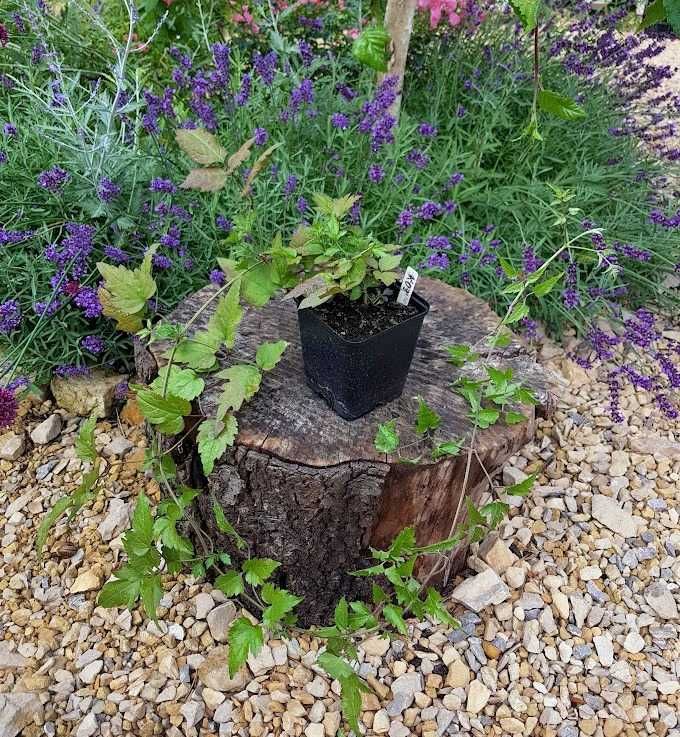 Powojnik bylinowy clematis 1 szt. P9 K09