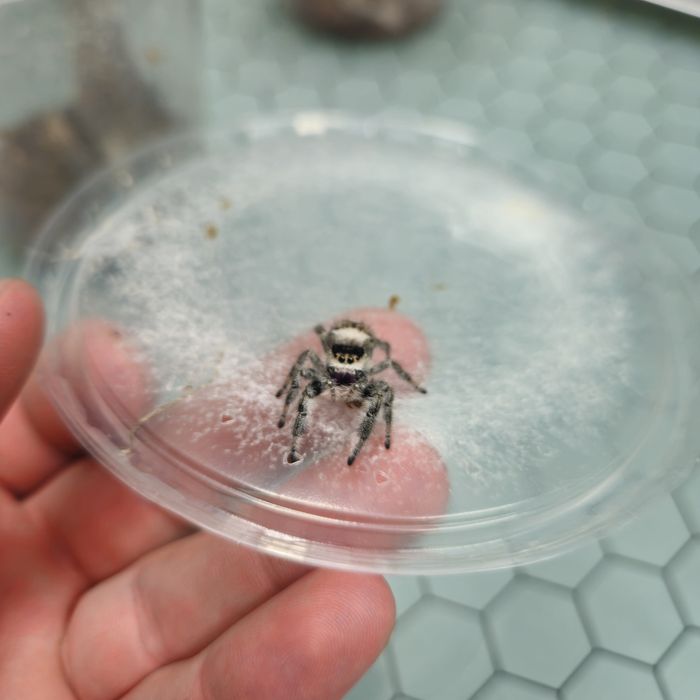 Skakuny Phidippus regius everglades Para