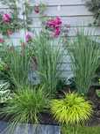 6 sadzonek Proso rozgowate northwind hakolechloa sesleria