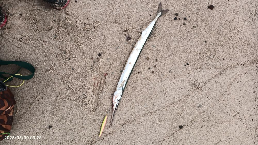 Wobler na troć belonę na plażę