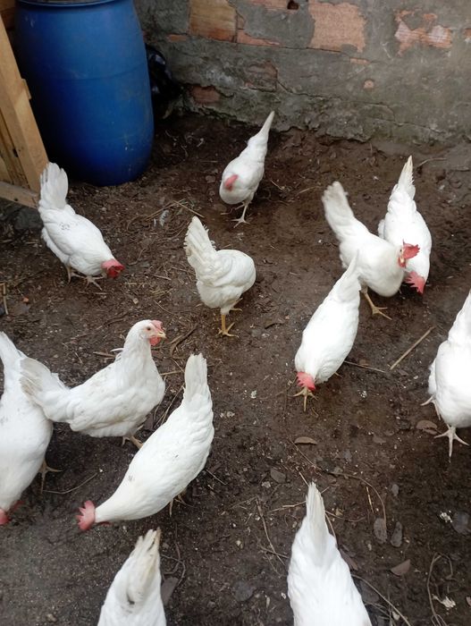 Ovos galados leghorn