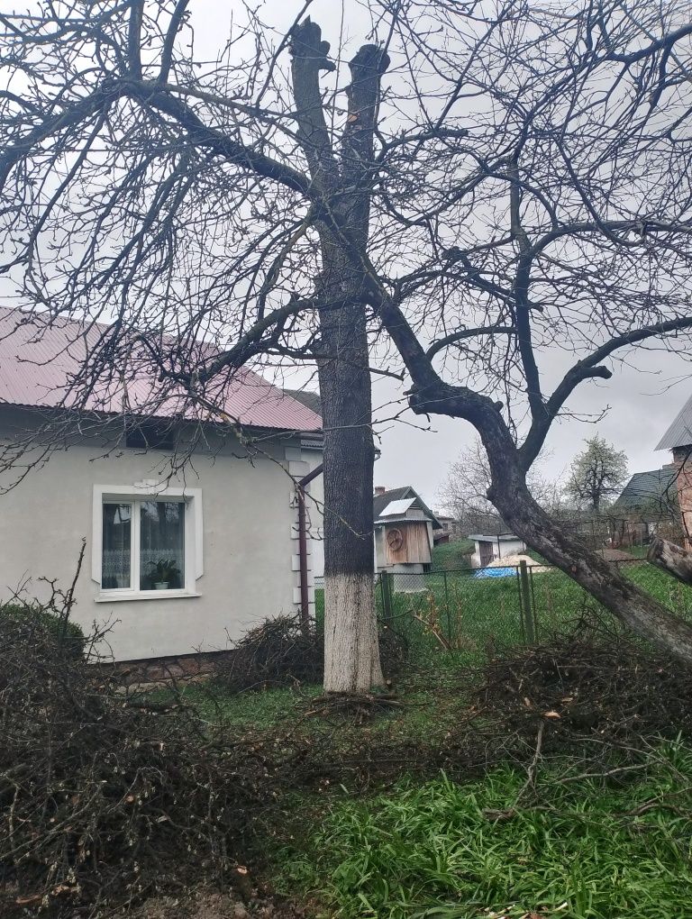 Стовбур дерева, груша