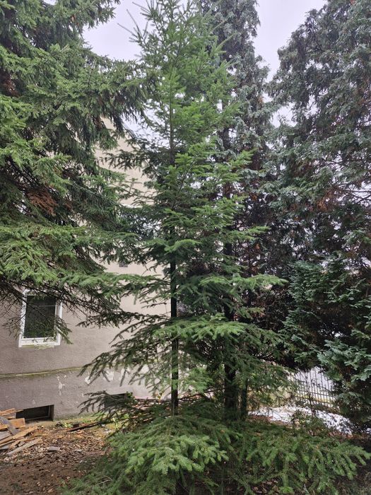 duże choinki do oddania