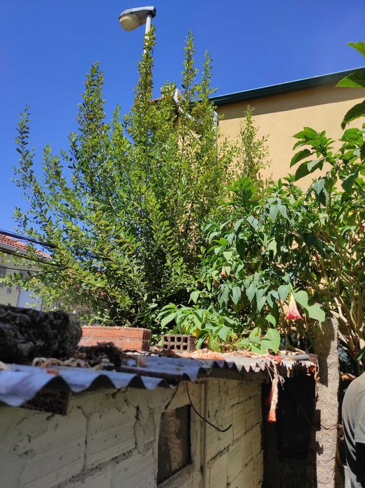 Limpeza terrenos