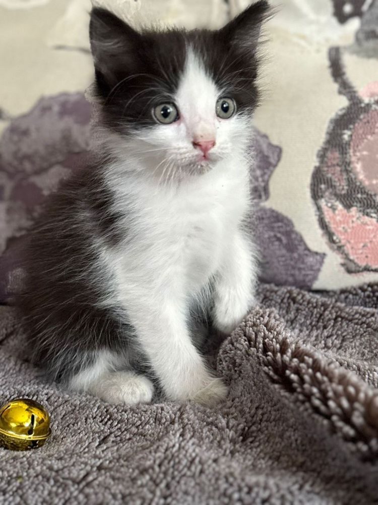 Котята (мальчик)