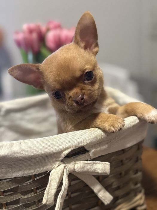 Rezerwacja !Chihuahua krótkowłosy piesek