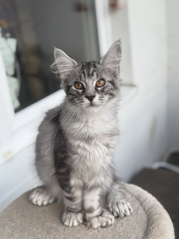 Maine Coon Polidactyl duże kocury Ares i Adonis TICA