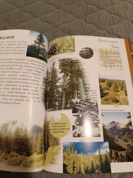 Encyklopedia Lasy