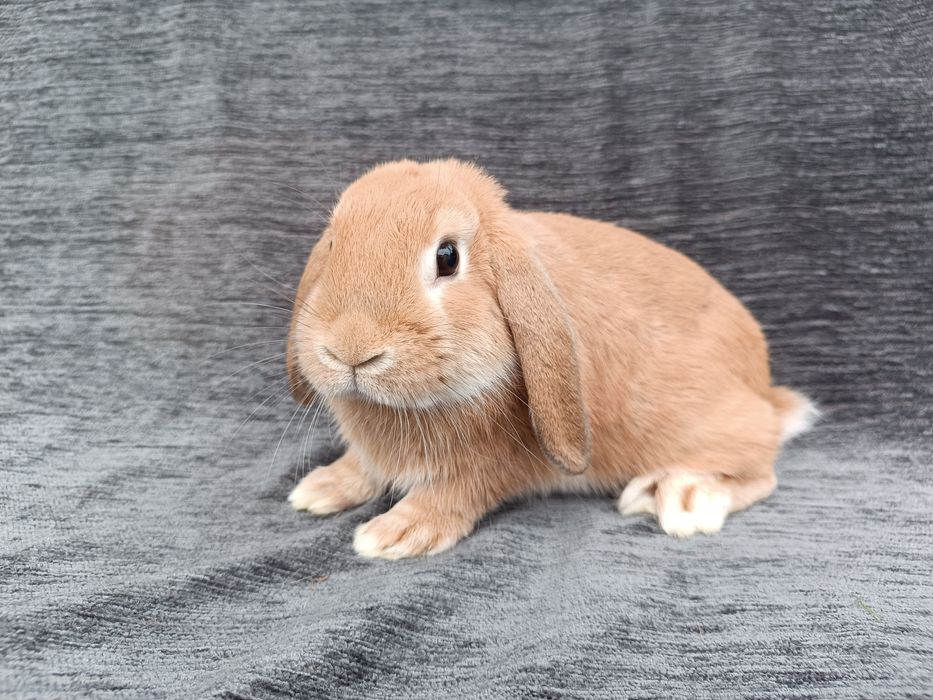 Królik karzełek baranek miniaturka CENA CAŁKOWITA