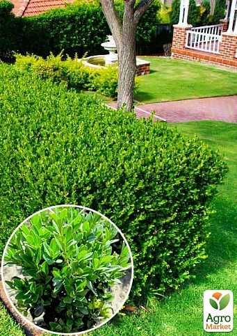 Саджанці туї смарагд колоновидна самшит