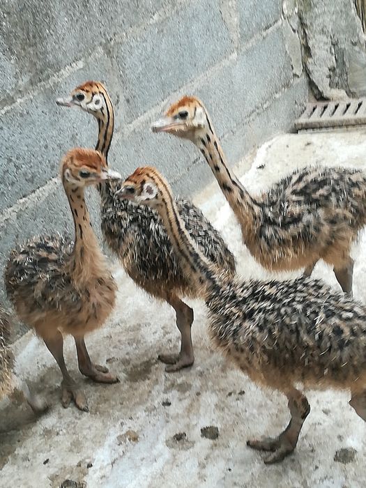 Pintos de Aves E ovos