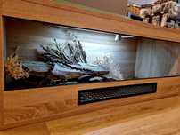 Terrarium 100x40x40 dla gekona lamparciego