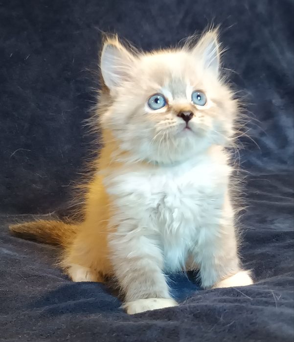 Koty Syberyjskie Neva Masquerade - LORD  ZKolakowegoDomu*PL