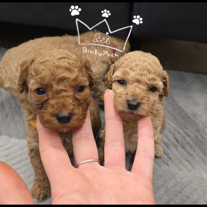 Pudel Toy Red apricot zapowiedź styczen badania wyprawka paszport