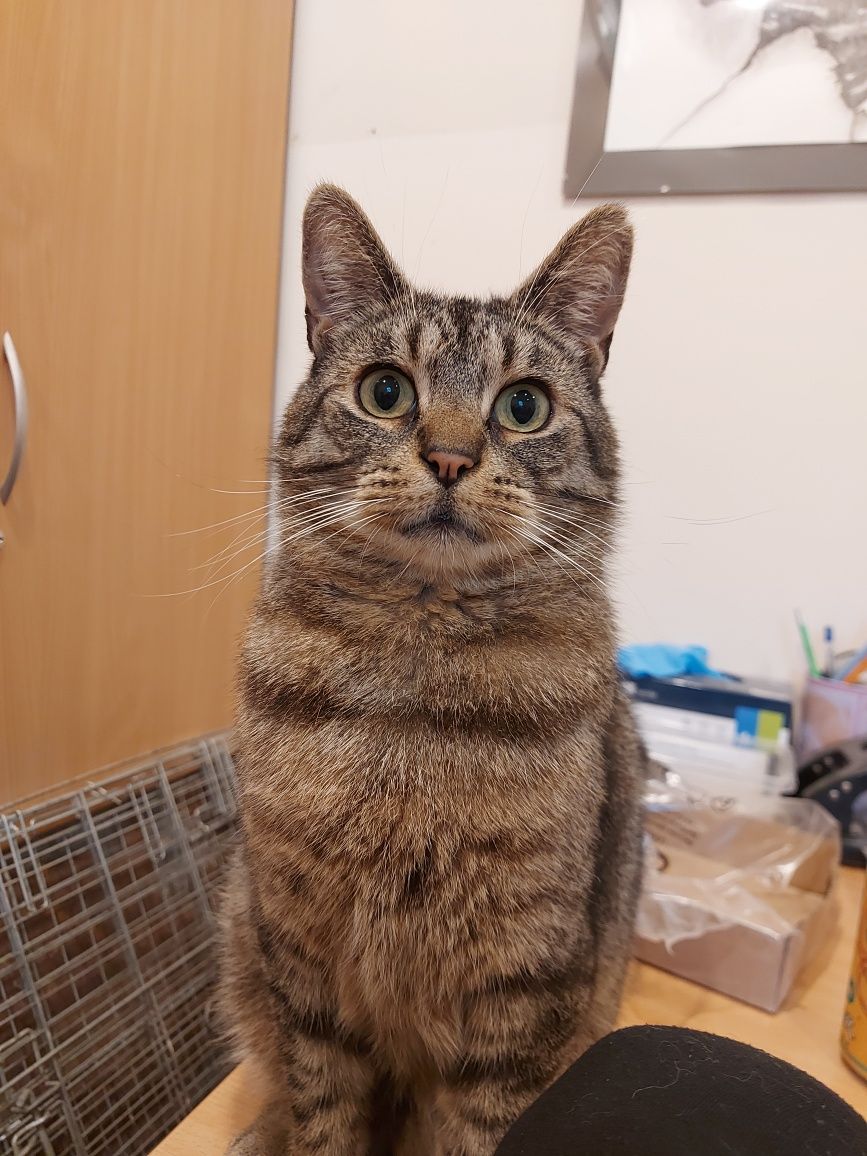 Kacperek szuka domu! Cudowny miziasty 9 letni kocurek do adopcji!