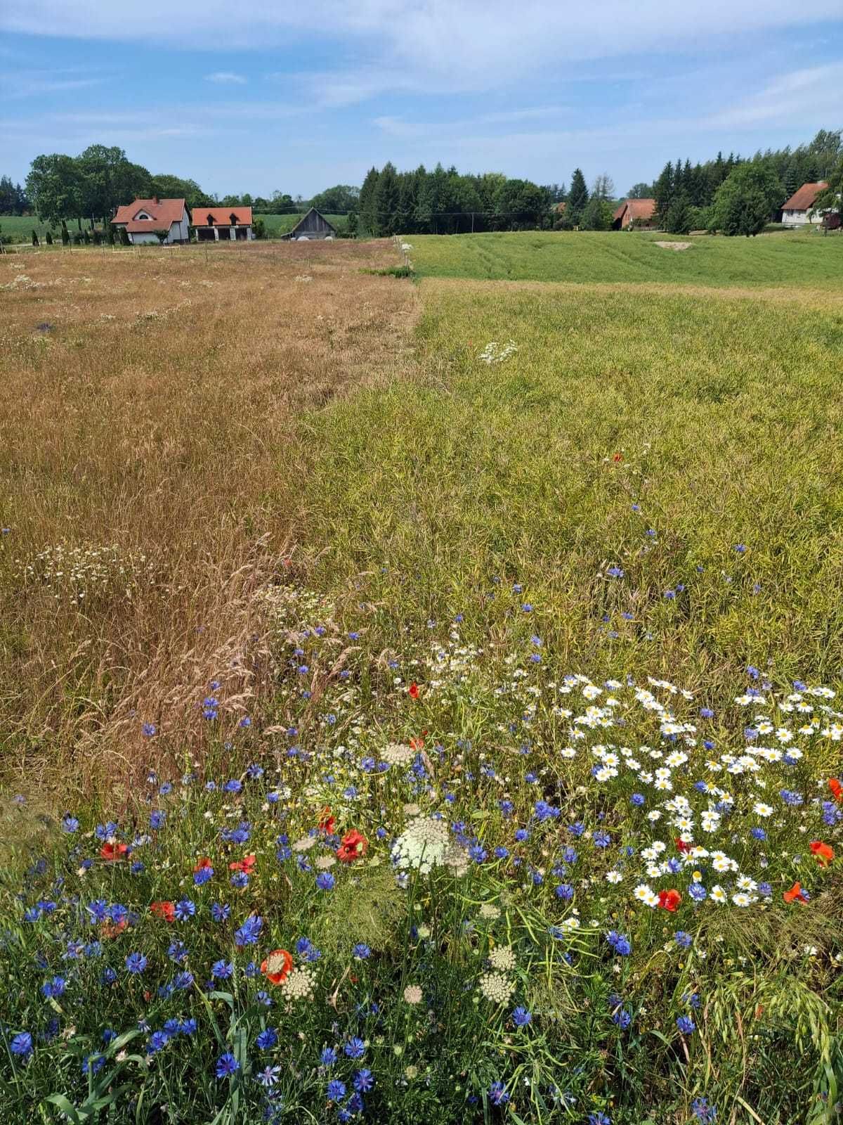 Działka Kalskie Nowiny 72/14 pow. 0,2798ha