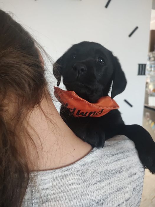 Labrador Retriever szczenie koloru czarnego po ojcu pochodzenia FCI