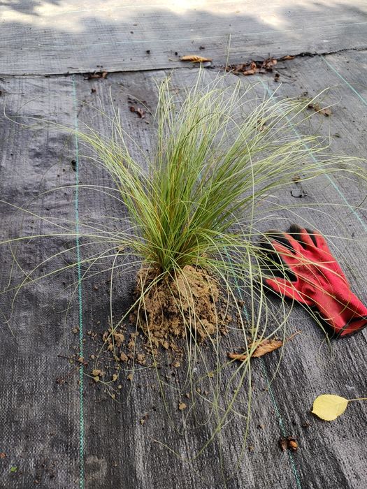 Turzyca włosista  FROSTED CURLS trawa ozdobna sadzonka z gruntu