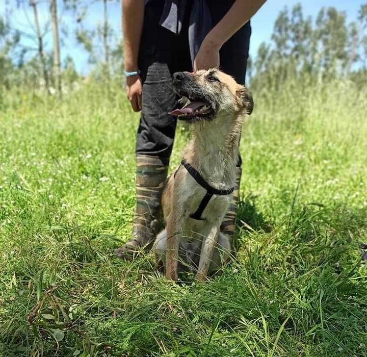 Timon- Cachorro de porte médio/pequeno para adoção